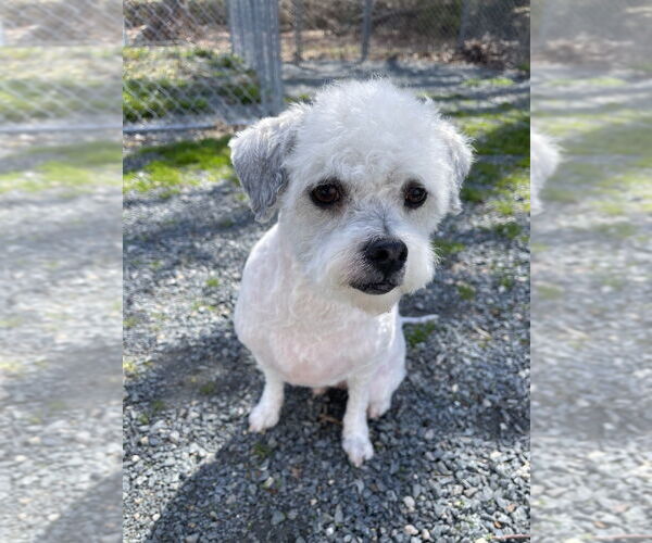 Medium Photo #5 Shih-Poo Puppy For Sale in Oak Bluffs, MA, USA