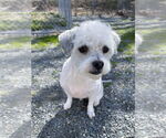 Small #4 Shih-Poo