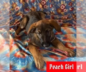 German Shepherd Dog-Saint Bernard Mix Puppy for sale in FOND DU LAC, WI, USA