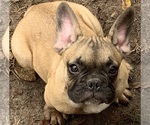 Small Photo #8 French Bulldog Puppy For Sale in DURANTS NECK, NC, USA