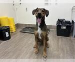 Small Rhodesian Ridgeback