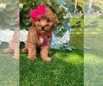Image preview for Ad Listing. Nickname: Ella micro