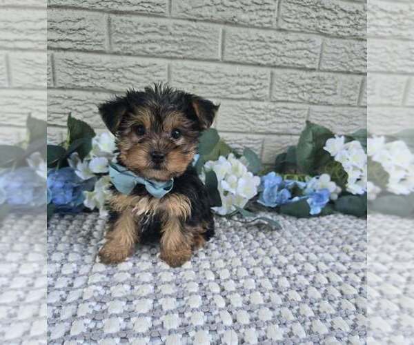 Medium Photo #1 Yorkshire Terrier Puppy For Sale in INDIANAPOLIS, IN, USA