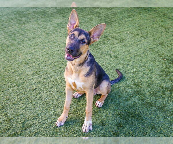 Medium Photo #3 German Shepherd Dog Puppy For Sale in Pasadena, CA, USA