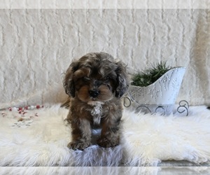 Cockapoo Puppy for sale in FRESNO, OH, USA