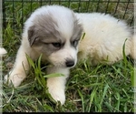 Small Photo #2 Anatolian Shepherd-Great Pyrenees Mix Puppy For Sale in OAKDALE, CA, USA