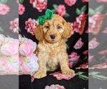 Small Photo #3 Cocker Spaniel-Poodle (Miniature) Mix Puppy For Sale in COCHRANVILLE, PA, USA