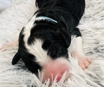 Small Photo #9 Sheepadoodle Puppy For Sale in HUNTINGTON BEACH, CA, USA
