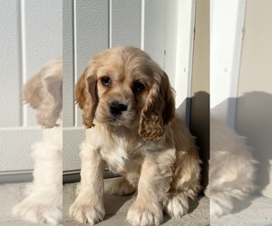 Cocker Spaniel Puppy for sale in CANOGA, NY, USA