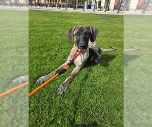 Saluki-Unknown Mix Dogs for adoption in Agoura Hills, CA, USA