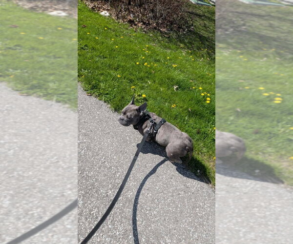 Medium Photo #5 Free-Lance Bulldog Puppy For Sale in Brights Grove, Ontario, Canada