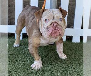 Bulldog Dogs for adoption in Modesto, CA, USA