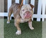Small Bulldog