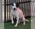 Small #4 American Pit Bull Terrier Mix