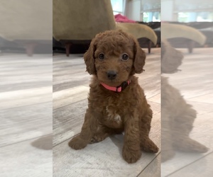 Medium Golden Retriever-Poodle (Toy) Mix