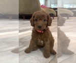 Puppy 9 Golden Retriever-Poodle (Toy) Mix