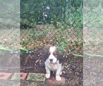 Small #10 English Springer Spaniel