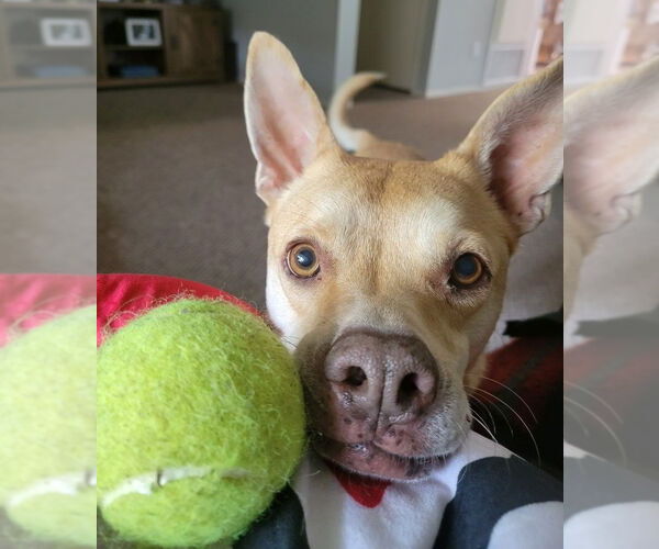 Medium Photo #10 Mutt Puppy For Sale in Oceanside, CA, USA