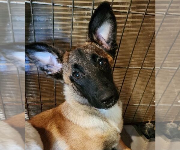 Medium Photo #1 Mutt Puppy For Sale in Lafayette, CA, USA