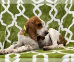 Small Photo #2 Coonhound Puppy For Sale in LANCASTER, PA, USA