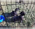 Small Photo #9 Labrador Retriever Puppy For Sale in LONGMONT, CO, USA