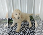 Small Photo #2 Goldendoodle Puppy For Sale in CANON CITY, CO, USA