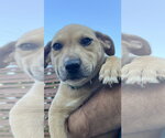 Small Mutt