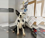 Small Border Collie