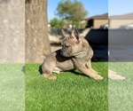 Small #5 French Bulldog