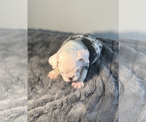 Medium Photo #10 English Bulldog Puppy For Sale in NEW YORK, NY, USA