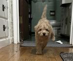 Small #2 Miniature Schnauzer-Poodle (Toy) Mix