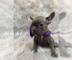 French Bulldog Puppy for sale in CHARLESTON, SC, USA