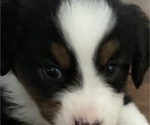 Small Photo #3 Miniature Australian Shepherd Puppy For Sale in PLACERVILLE, CA, USA