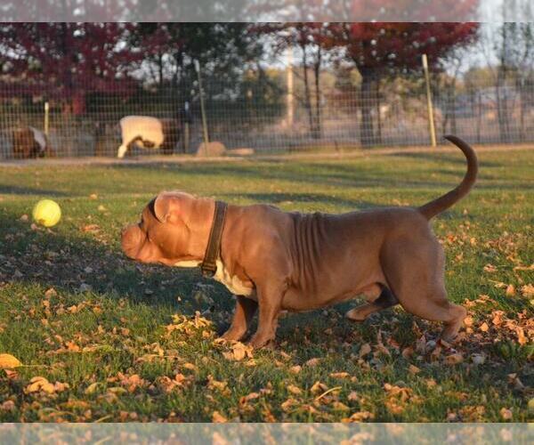 Medium Photo #1 American Bully Puppy For Sale in HASTINGS, MN, USA