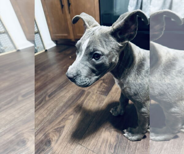 Medium Photo #10 American Pit Bull Terrier-Unknown Mix Puppy For Sale in Columbus, IN, USA