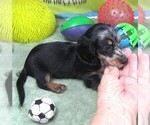 Small #4 Dachshund