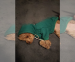Small Photo #5 Poodle (Toy) Puppy For Sale in Pacolet, SC, USA