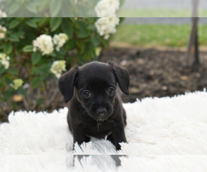 Chihuahua Puppy for sale in SENECA FALLS, NY, USA
