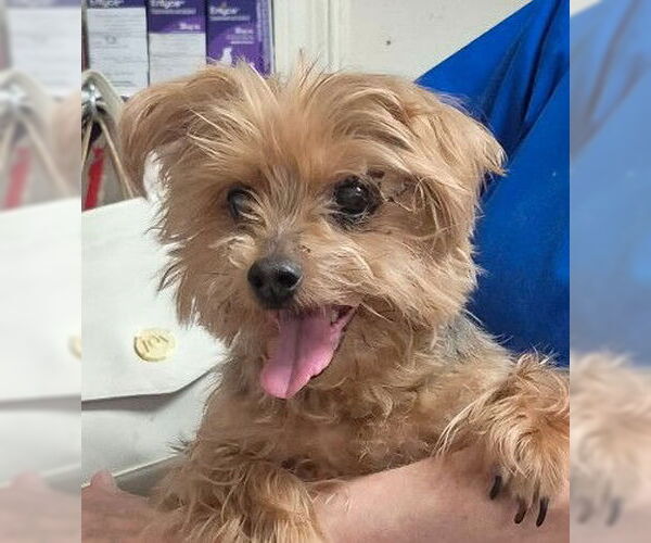 Medium Photo #1 Mutt Puppy For Sale in Oakland Park, FL, USA