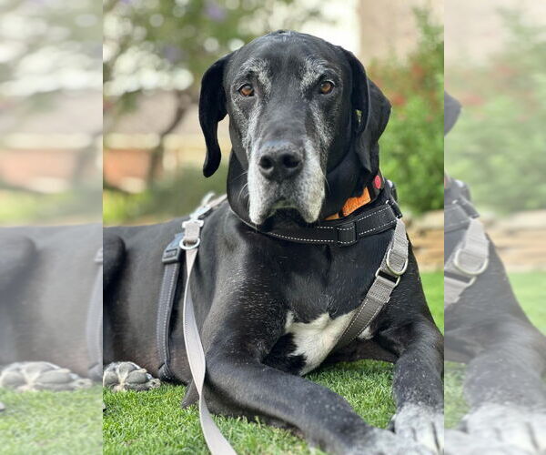 Medium Photo #4 Great Dane Puppy For Sale in Bullard, TX, USA