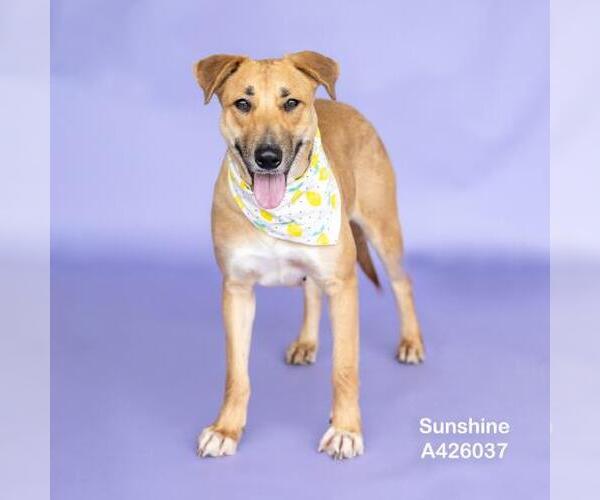 Medium Photo #2 Labrador Retriever-Unknown Mix Puppy For Sale in Conroe, TX, USA