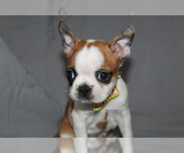 Medium Photo #3 Boston Terrier Puppy For Sale in BROOKSVILLE, FL, USA