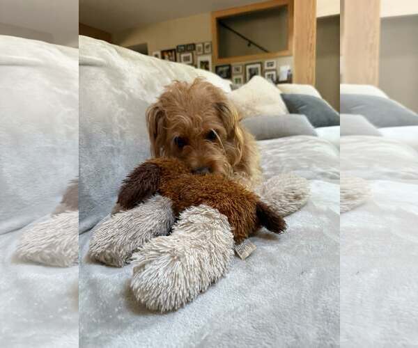 Medium Photo #2 Labradoodle Puppy For Sale in Tampa, FL, USA