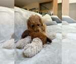 Small #1 Labradoodle