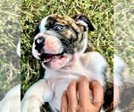 Small Photo #5 English Bulldog Puppy For Sale in OKLAHOMA CITY, OK, USA