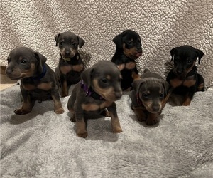Miniature Pinscher Puppy for sale in HAWAIIAN GARDENS, CA, USA
