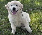 Small Photo #1 Great Pyrenees Puppy For Sale in CANOGA, NY, USA