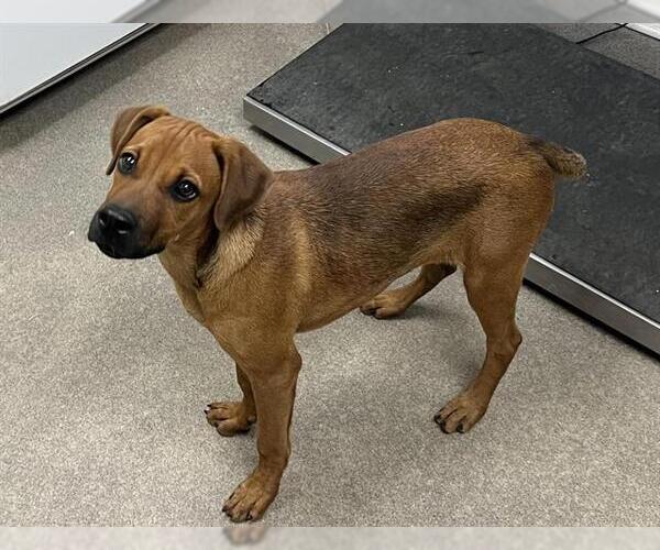 Medium Photo #1 Plott Hound-Unknown Mix Puppy For Sale in HESPERIA, CA, USA