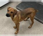 Small Plott Hound Mix