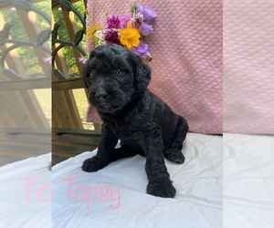Goldendoodle Puppy for sale in CAPON BRIDGE, WV, USA
